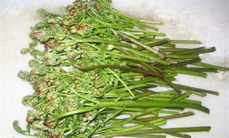 有没有蕨菜的图片？
