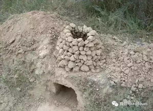 春天的土坷垃 阅读答案