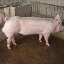 大白猪的外貌特征是什么？