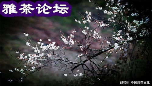 释然的意思解释一下,释怀的意思