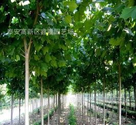 梧桐树保险怎么样？