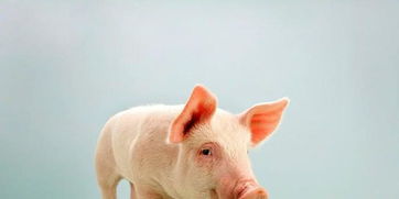 网易养猪场的介绍