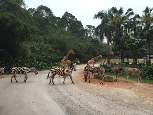 长隆野生动物园门票价格?