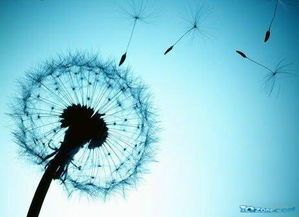 随风而去的意思是什么？