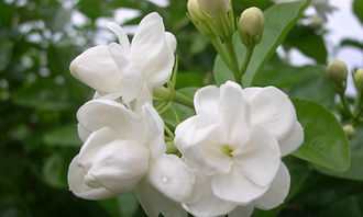 茉莉花论坛的论坛定位