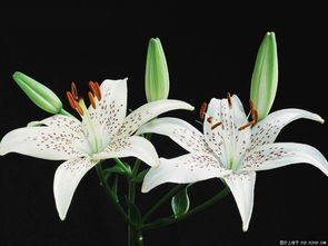 牵牛花什么时候开花