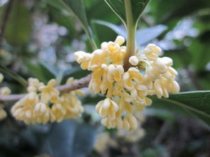 桂花树有种子吗？