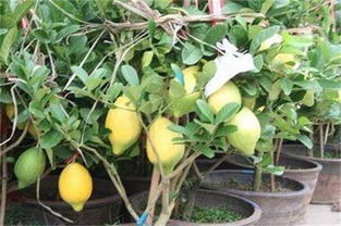 北方盆栽柠檬的养殖与施肥