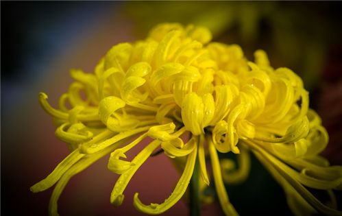 菊花代表什么象征意义