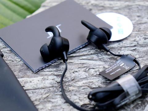 四季竹图片，四季竹子怎么养才能更旺盛