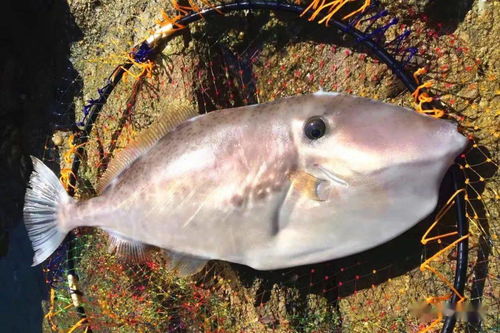 马面鱼怎么做好吃