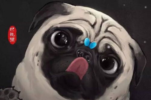 巴扎黑什么意思藏语