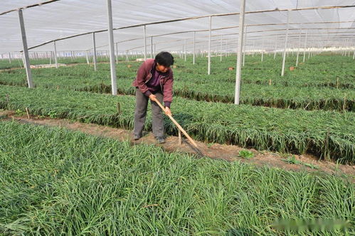 现在农村种植什么最赚钱