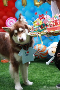 流水的网红，铁打的王可可，王思聪的狗生活得有多