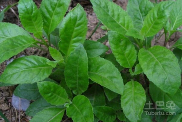 救命草！！！！！