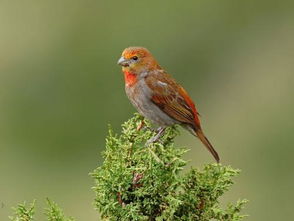 麻料鸟怎么捕鱼
