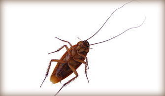 什么是偷油婆色