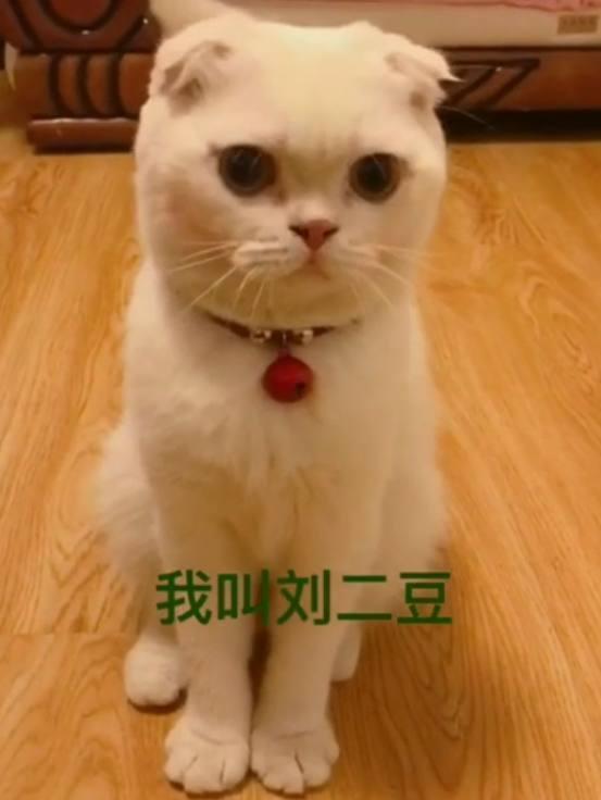 《会说话的刘二豆》怎么不更新了？