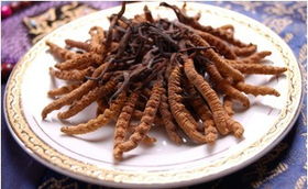 冬虫夏草正确吃法是什么？