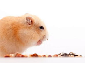 仓鼠用品平价替代