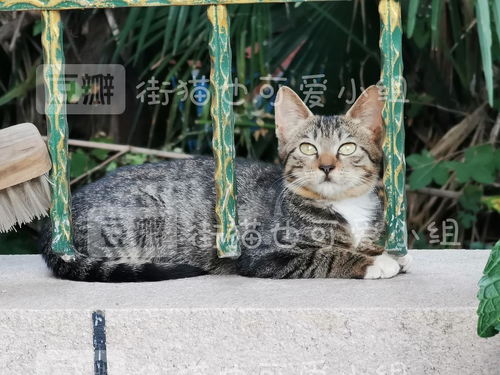 猫咪后院为什么下架了