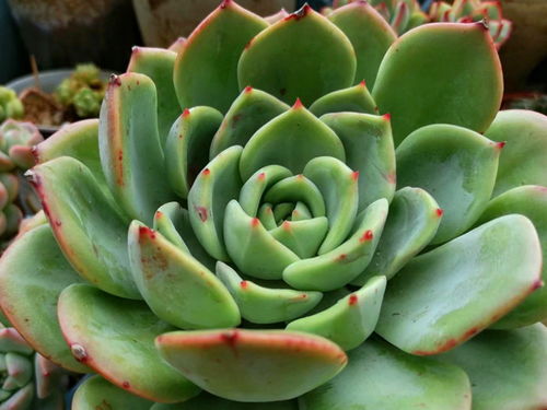 小多肉和太姥爷