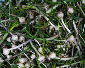 农村里野菜有多少种？都什么名字？