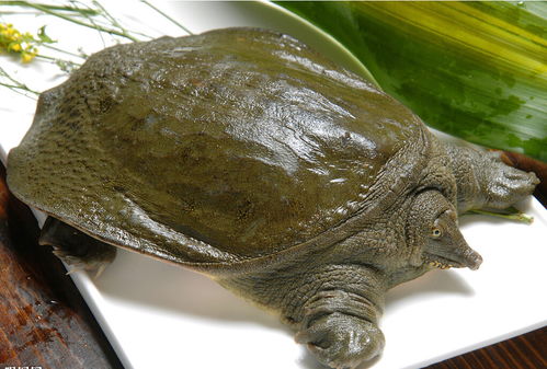 杀甲鱼(王八)正确杀法怎么杀，甲鱼怎么吃？