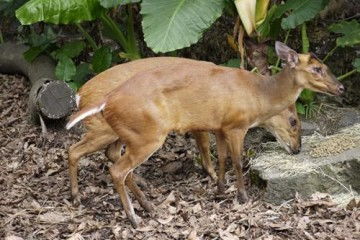 麂子养殖基地，麂子养殖合法吗