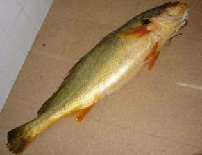 最贵的鱼竿品牌,最贵的鱼竿