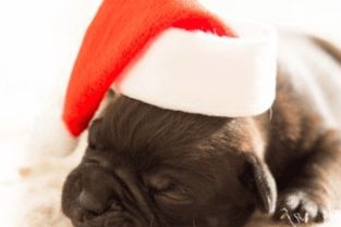 狗狗名字大全 霸气母