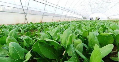 现在种植什么农作物最赚钱