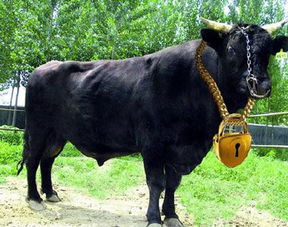 李晨有个外号叫“大黑牛”，那么他的身材算得上强壮吗？