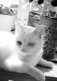 伴侣动物法律定义,伴侣动物医院