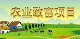 在农村乡镇做什么生意好？