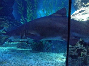 大鲨鱼图片简笔画