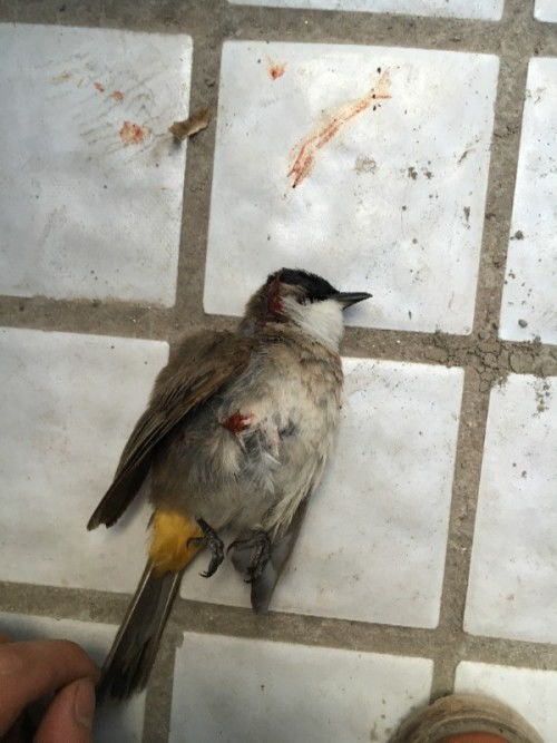 益鸟是什么意思 百度网盘，益鸟是什么意思都有什么鸟