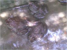 石蛙是否属于保护动物,石蚌蛙图片