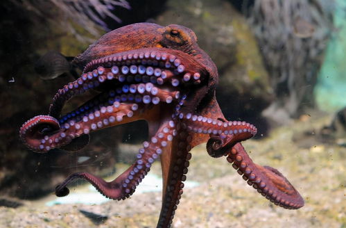 章鱼智商有多高