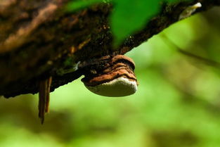 寄生体和共生体