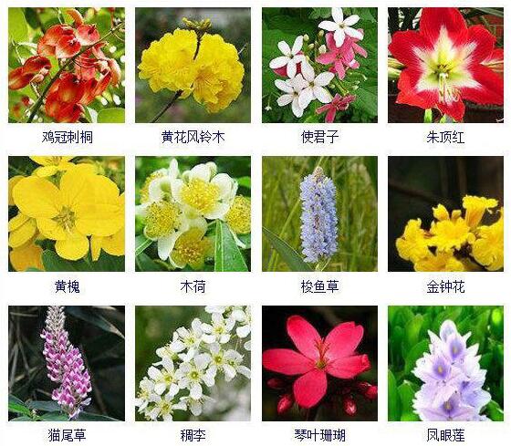 求中国各种的花名有哪些，求全部花的品种