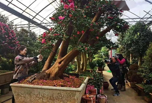 沭阳花乡网络科技有限公司怎么样？