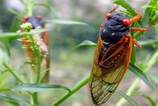 蝉吃什么食物怎么喂养