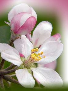 苹果花的性味和功效