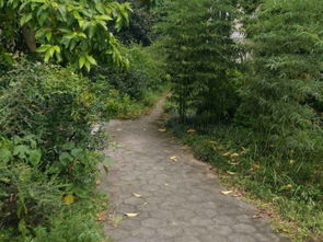 在紫田网络买的域名，如何解析