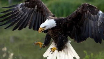 老鹰的鹰组词和拼音，老鹰的鹰组词成语