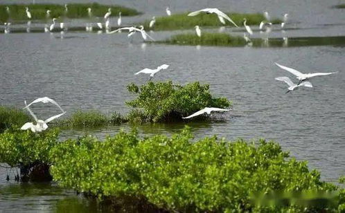 生态平衡的意思