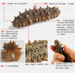 海参的发制方法是什么