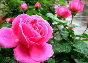 月季花样子描写