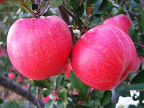 苹果公司有哪些产品？